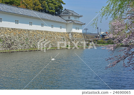 Hikone castle, cherry tree Hikone castle, cherry tree 24690065