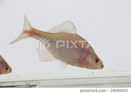 Taiwik Ballatanago(成魚) Taiwik Ballatanago(成魚) 24690083