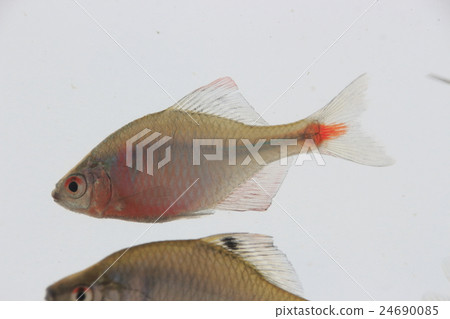 Taiwik Ballatanago(成魚) Taiwik Ballatanago(成魚) 24690085