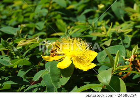 Hippelicam / Kalisynam 24690254