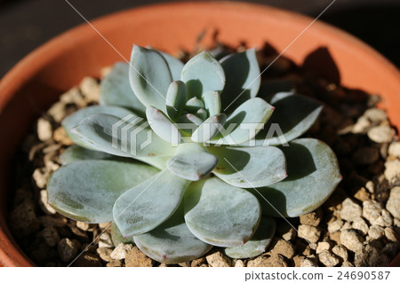 Ebeveria / laurinse Ebeveria / laurinse 24690587