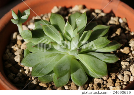 Ekebelia / Mebina Ekebelia / Mebina 24690659