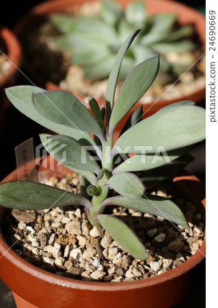 Senecio / Kurashihamata Senecio / Kurashihamata 24690669