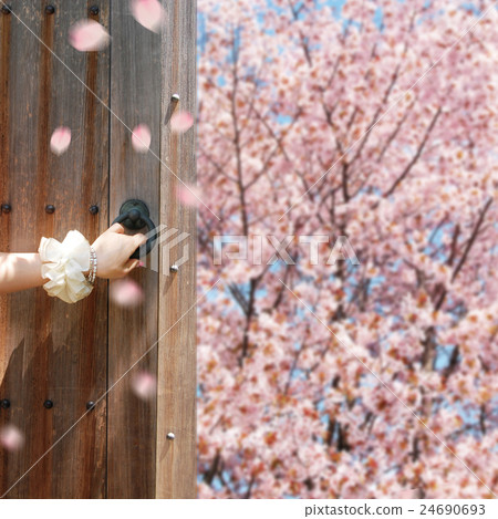 櫻花 24690693