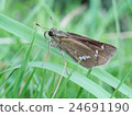 Butterfly 24691190