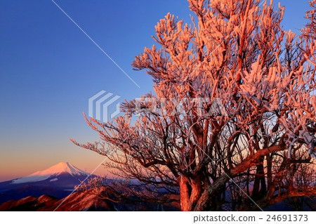 Fuji of Tanzawa · Hikigagadu mountain top tree and sunrise Fuji of Tanzawa · Hikigagadu mountain top tree and sunrise 24691373