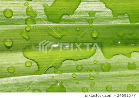 葉子水下落紋理 24691577