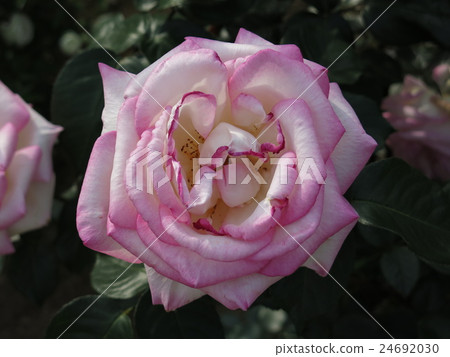 摩納哥公主（玫瑰） 24692030