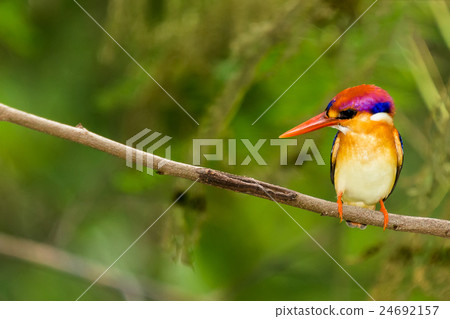 Black-Backed Kingfisher Bird 24692157
