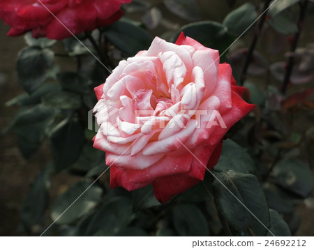 譚頂（玫瑰） 24692212