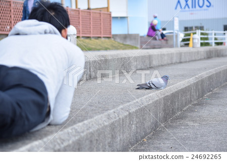 鴿子和人 24692265