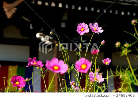 Cosmos of Wenji Temple 24692408