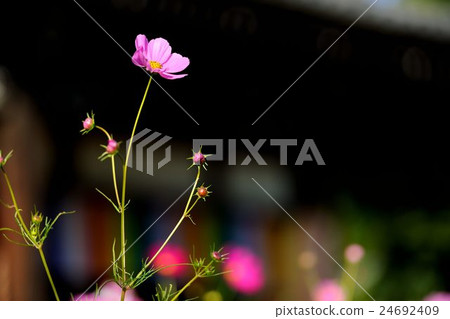 Cosmos of Wenji Temple 24692409