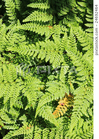 Tokiwashinobu 24692464