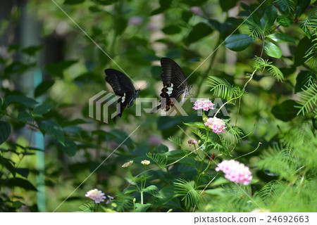 Courtship of Monkeyeagheha Courtship of Monkeyeagheha 24692663