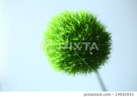 Flower of Temarisori Flower of Temarisori 24692693