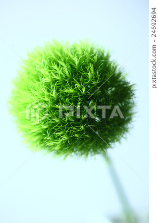 Flower of Temarisori Flower of Temarisori 24692694