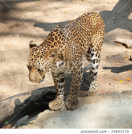 Adult Jaguar or Panthera Onca in Safari 24693278