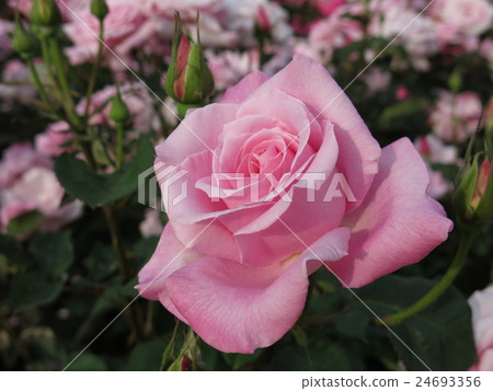 Momoka（玫瑰） 24693356