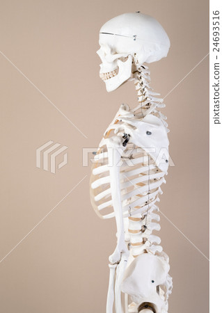 Skeleton model 24693516
