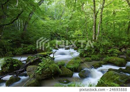 Oirase夏季阿舒拉流的流 24693888