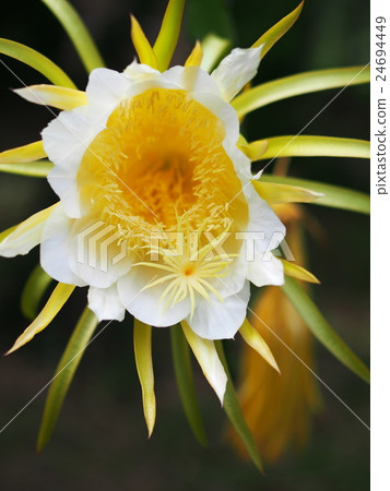 white flower of Dragon Fruit tree, Cactaceaeplant, white flower of Dragon Fruit tree, Cactaceaeplant, 24694449