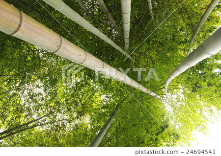 Expanding, bending, bending, falling with bamboo Expanding, bending, bending, falling with bamboo 24694541