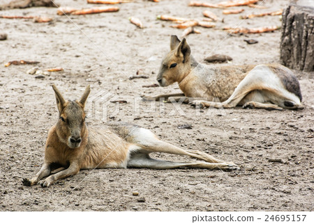 Patagonian mara - Dolichotis patagonum 24695157
