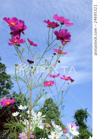 Cosmos of Wenji Temple Cosmos of Wenji Temple 24695321
