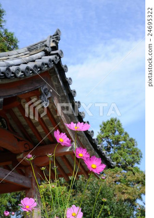 Cosmos of Wenji Temple Cosmos of Wenji Temple 24695322