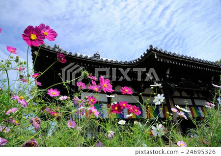 Cosmos of Wenji Temple Cosmos of Wenji Temple 24695326