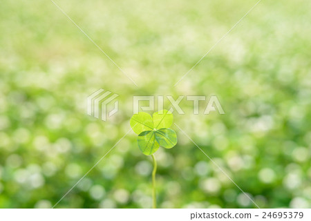 Lucky four-leaf clover growing in glittering grassy plain Lucky four-leaf clover growing in glittering grassy plain 24695379