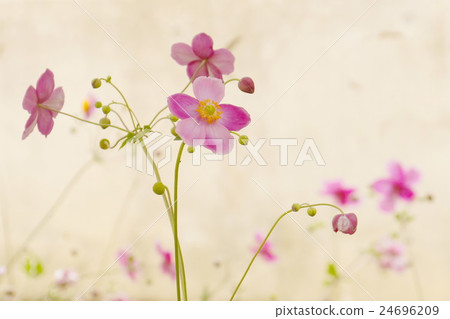 Shumayigiku 24696209