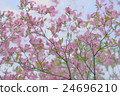 Dogwood 24696210