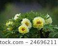 Peony 24696211