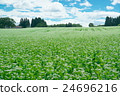 Buckwheat field 24696216