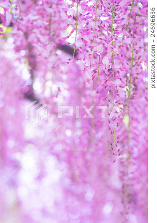 紫藤花 紫藤花 24696636