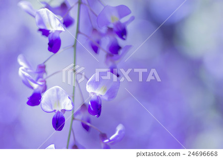  Wisteria flowers 24696668