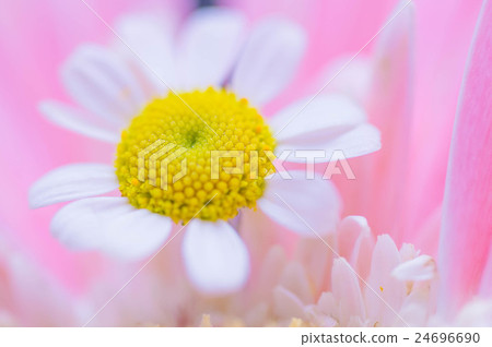 黃菊 黃菊 24696690