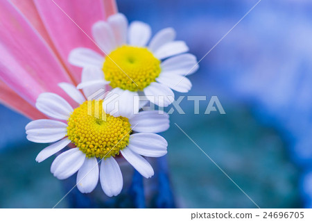 黃菊 24696705