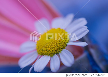 黃菊 24696706