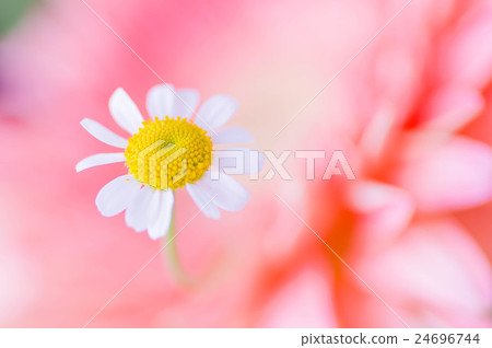 黃菊 黃菊 24696744