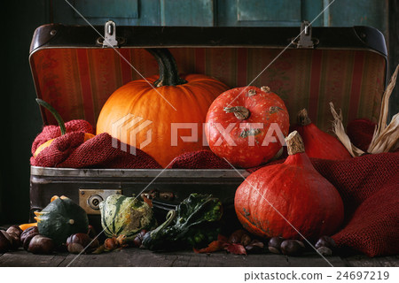 Assortment of different pumpkins in suitcase Assortment of different pumpkins in suitcase 24697219