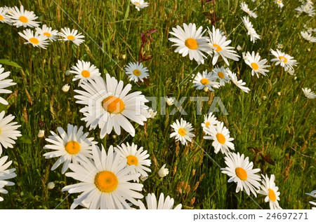 Margaret Margaret 24697271