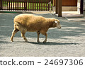 羊 羊 24697306