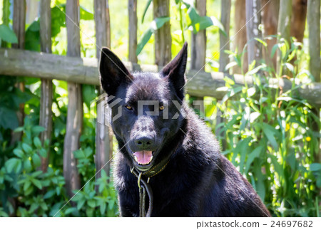 Portrait of a black dog 24697682