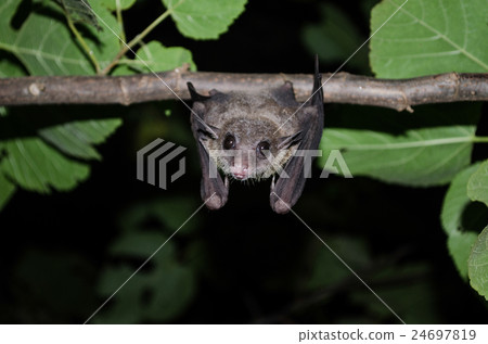 bat is mammal and call "vampire" bat is mammal and call "vampire" 24697819