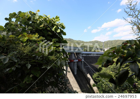 Ryu Pear Dam 24697953