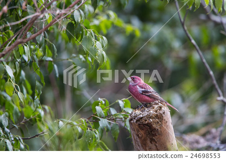 紅色鳥在冬天 24698553
