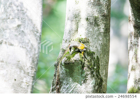啄木鳥 啄木鳥 24698554